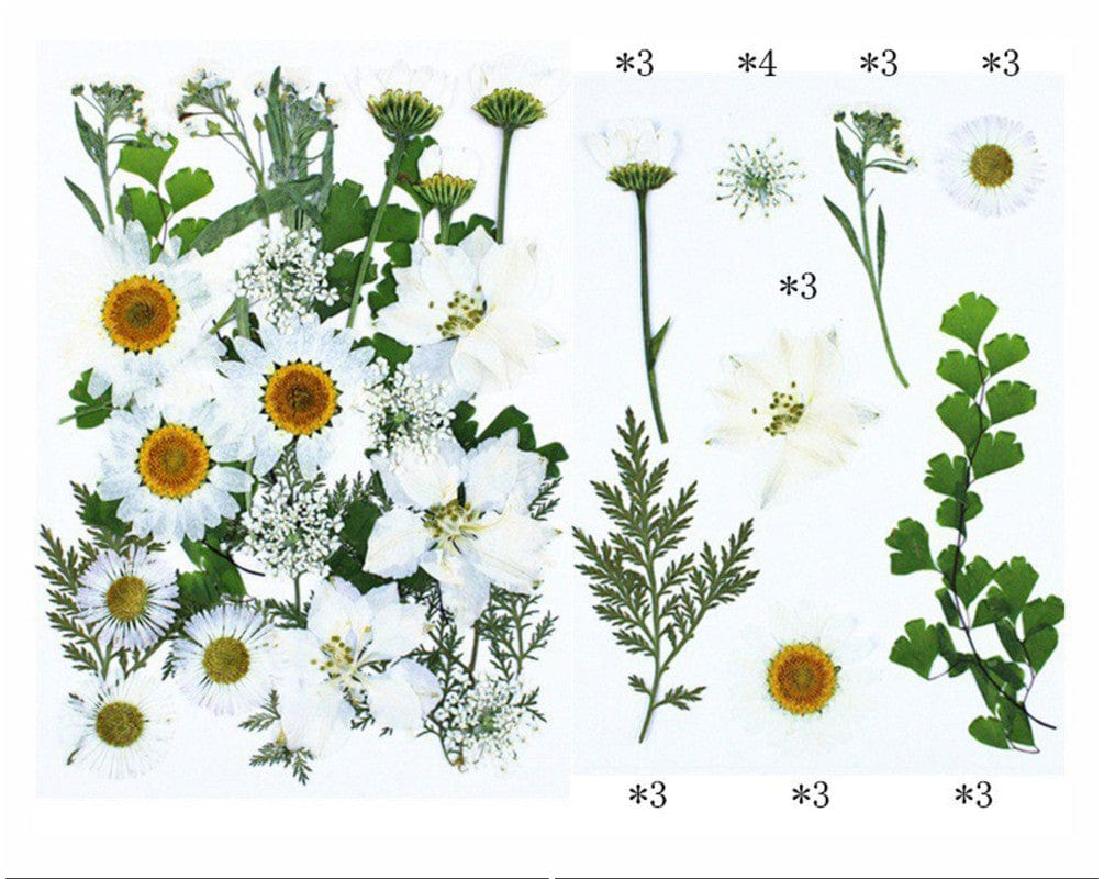 25 In 1 Pressed Flowers Fl066