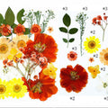 25 In 1 Pressed Flowers Fl067