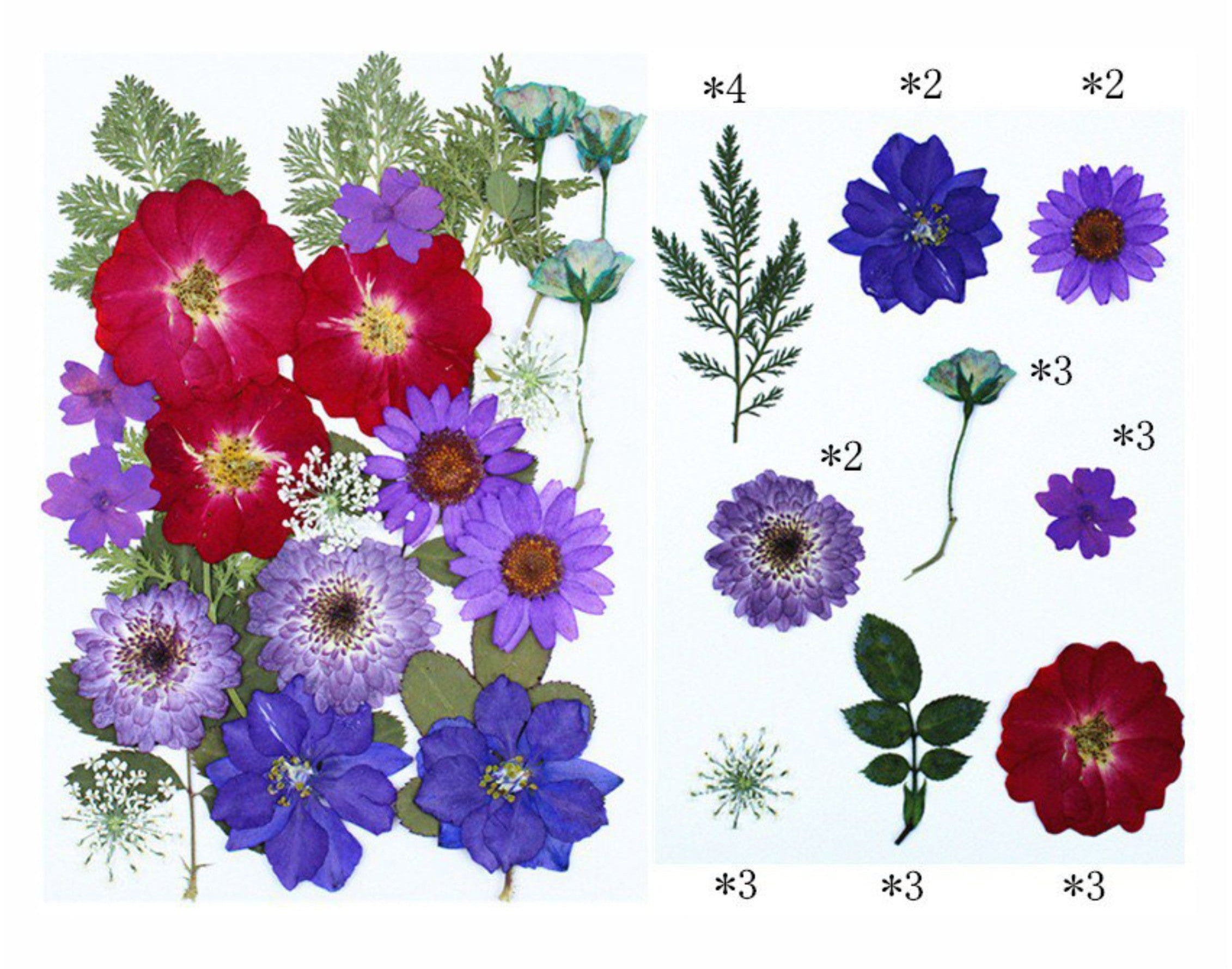 25 In 1  Pressed Flower