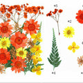 25 In 1 Pressed Flowers Fl069