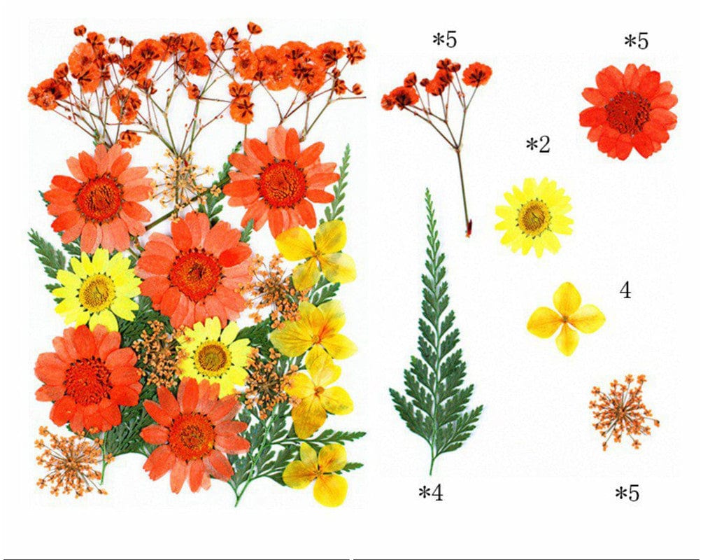 25 In 1 Pressed Flowers Fl069
