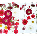 25 In 1 Pressed Flowers Fl071