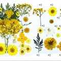 25 In 1 Pressed Flowers Fl072