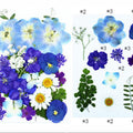 25 In 1 Pressed Flowers Fl073