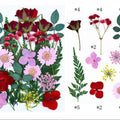 25 In 1 Pressed Flowers Fl074