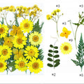 25 In 1 Pressed Flowers Fl076