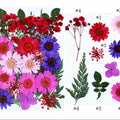 25 In 1 Pressed Flowers Fl077