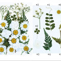 25 In 1 Pressed Flowers Fl078