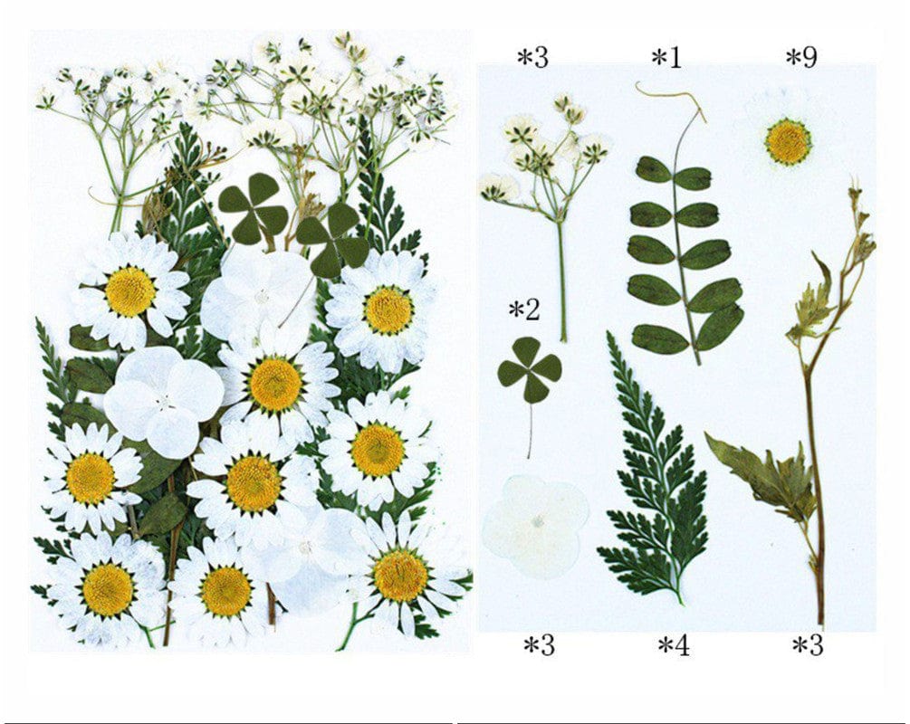 25 In 1 Pressed Flowers Fl078