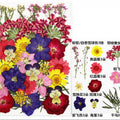 30 In 1 Pressed Flowers Fl096