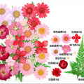 30 In 1 Pressed Flowers Fl097