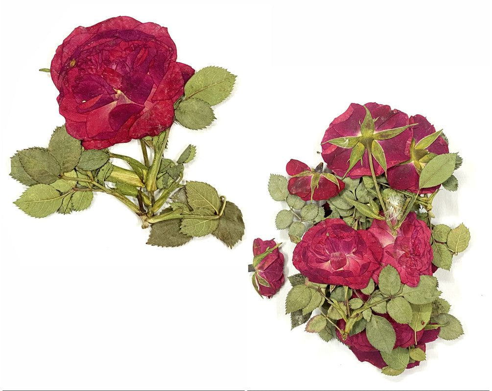 12 In 1 Pressed Flower Fl1001