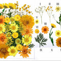 32 In 1 Pressed Flowers Fl102