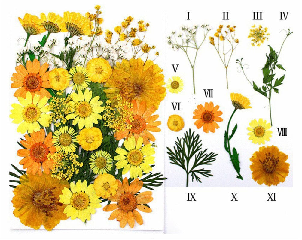32 In 1 Pressed Flowers Fl102