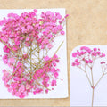 Dark Pink Baby Breath Pressed Flower Fl1101