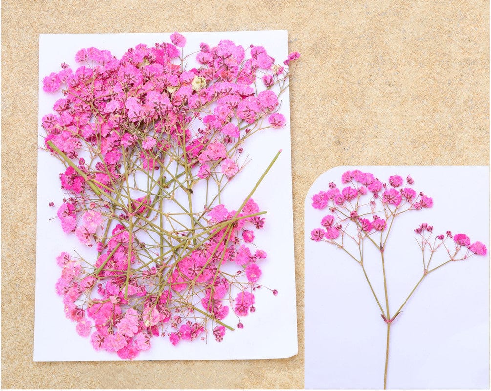 Dark Pink Baby Breath Pressed Flower Fl1101