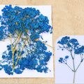 Royal Blue Baby Breath Pressed Flower Fl1102