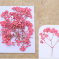 Tomato Pink Baby Breath Pressed Flower Fl1103