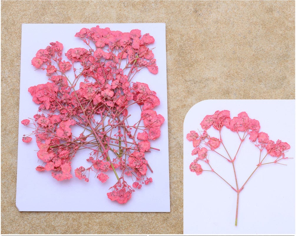 Tomato Pink Baby Breath Pressed Flower Fl1103