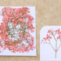 Peach Baby Breath Pressed Flower Fl1104