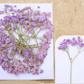 Lilac Baby Breath Pressed Flower Fl1105