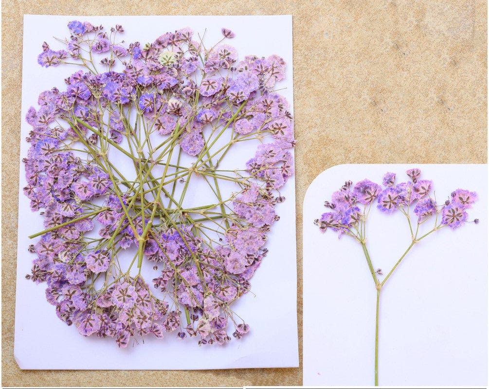 Lilac Baby Breath Pressed Flower Fl1105