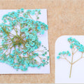 C.Green Baby Breath Pressed Flower Fl1106