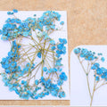 Blue Baby Breath Pressed Flower Fl1107
