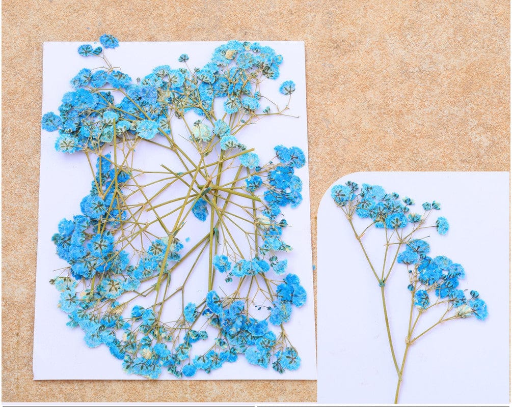 Blue Baby Breath Pressed Flower Fl1107