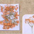 Orange Baby Breath Pressed Flower Fl1108