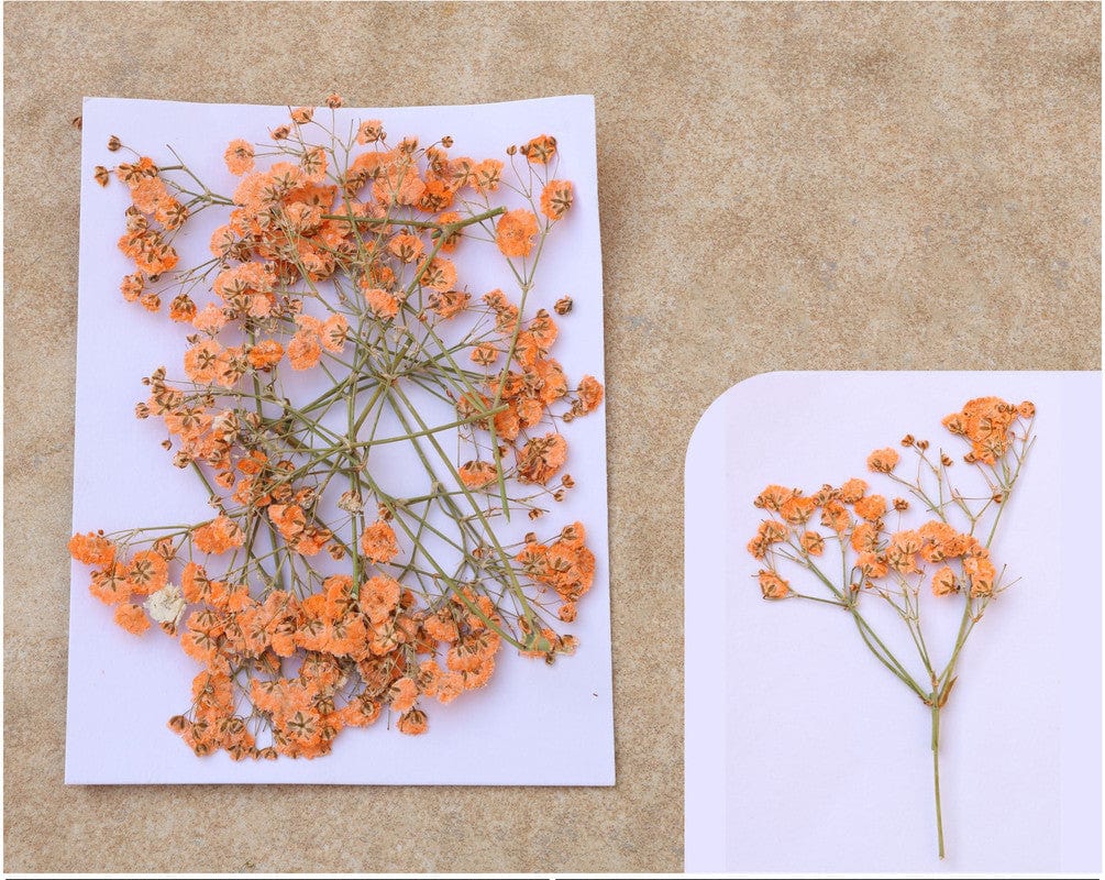 Orange Baby Breath Pressed Flower Fl1108