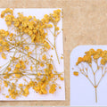 Golden Yellow Baby Breath Pressed Flower Fl1110