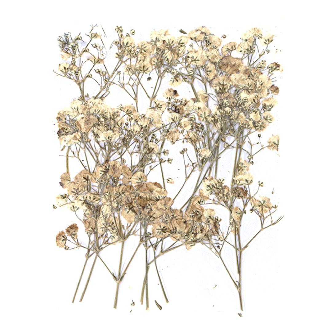 White Baby Breath Pressed Flower Fl1111