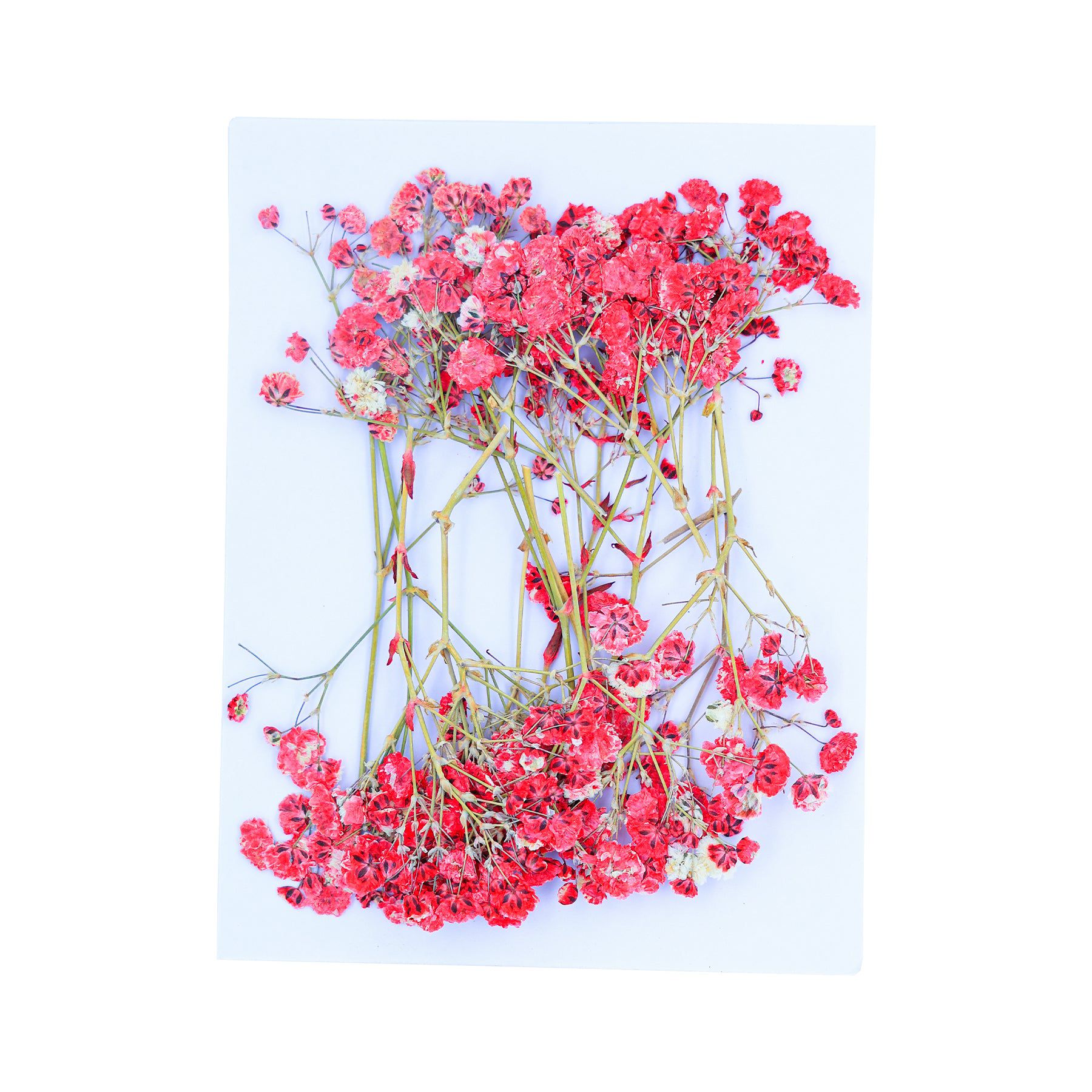 Red Baby Breath Pressed Flower