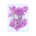 Fluorescent Pink Baby Breath Pressed Flower