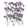 Baby Breath Pressed Flower FL1116