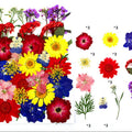33 In 1 Pressed Flowers Fl120