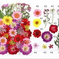 40 In 1 Pressed Flowers Fl145