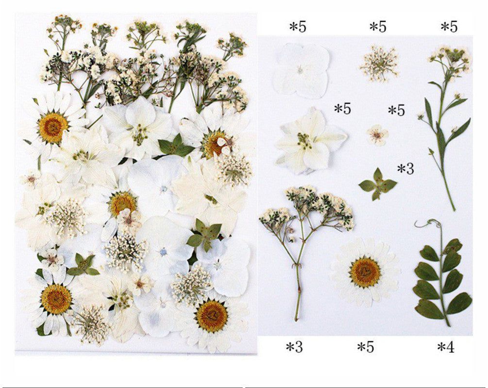 40 In 1 Pressed Flowers Fl150