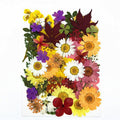50 In 1 Pressed Flower