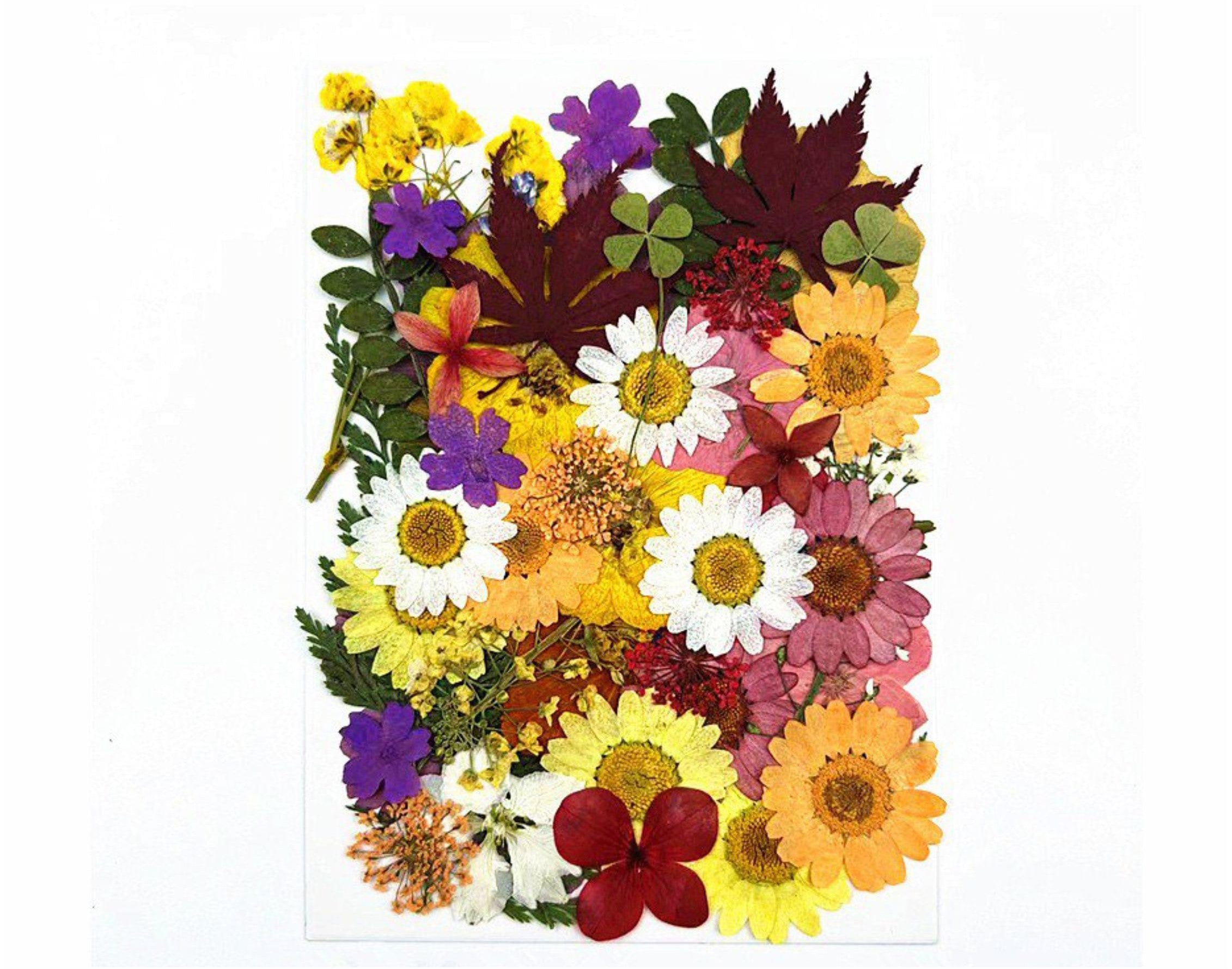 50 In 1 Pressed Flower