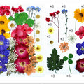 36 In 1 Pressed Flowers Fl156