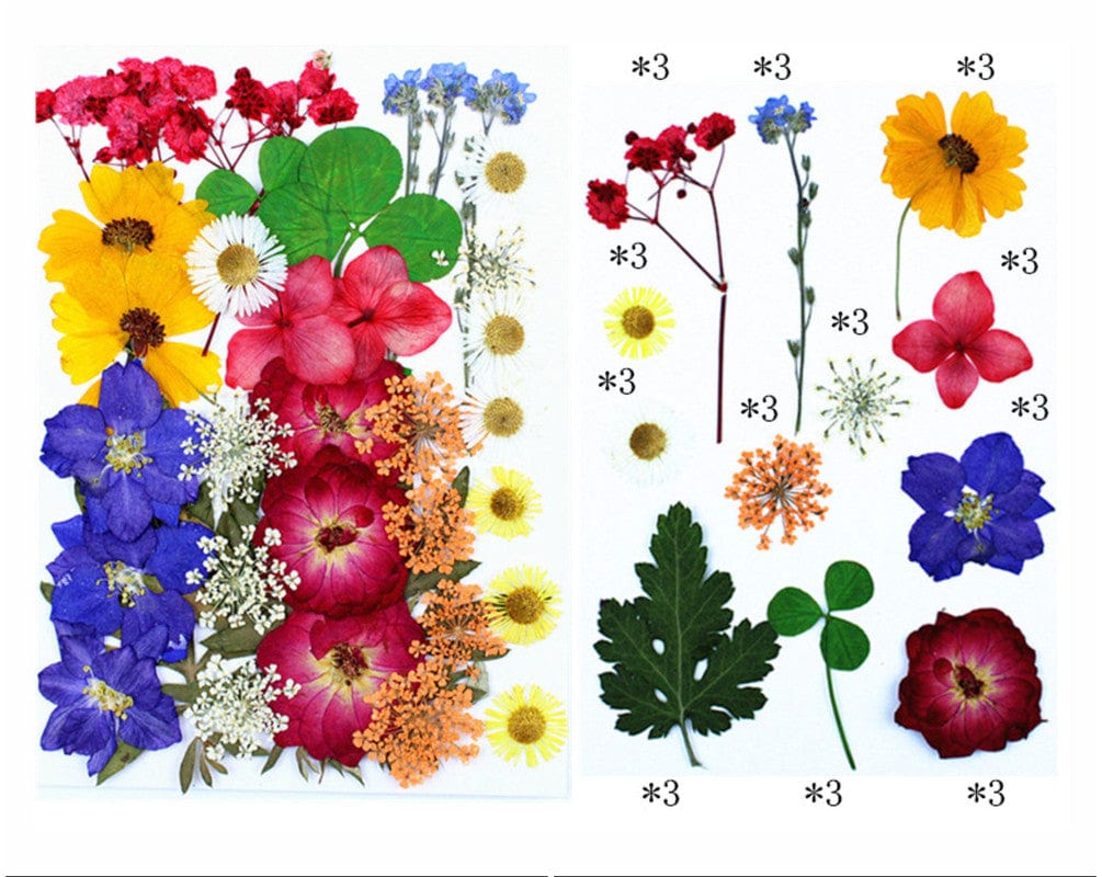 36 In 1 Pressed Flowers Fl156