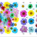 35 In 1 Pressed Flowers Fl166