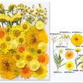 40 In 1 Pressed Flowers Fl168