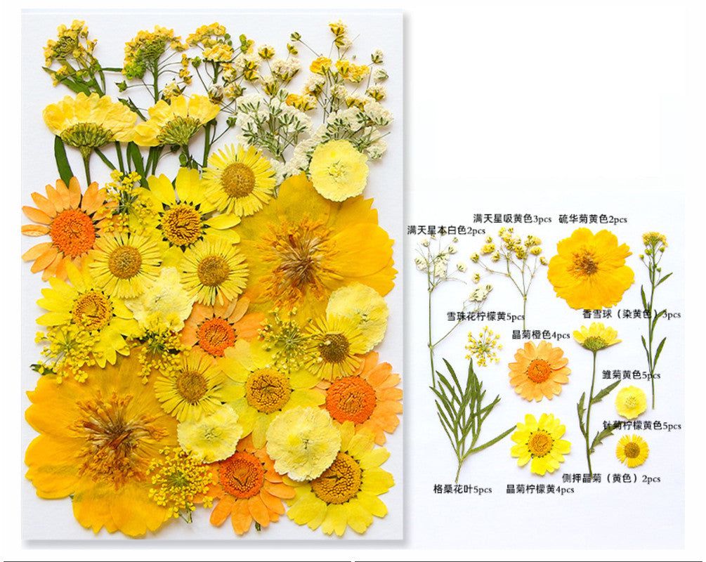 40 In 1 Pressed Flowers Fl168