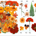 30 In 1 Pressed Flowers Fl177