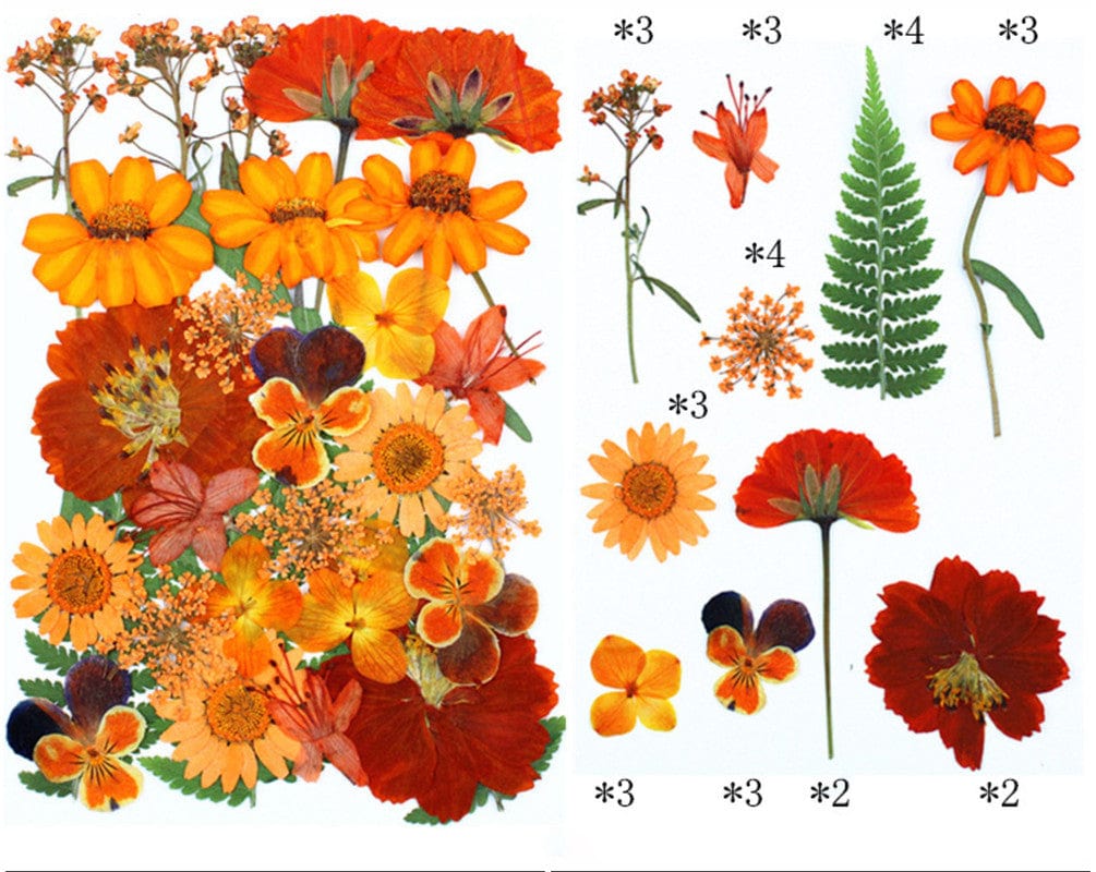 30 In 1 Pressed Flowers Fl177