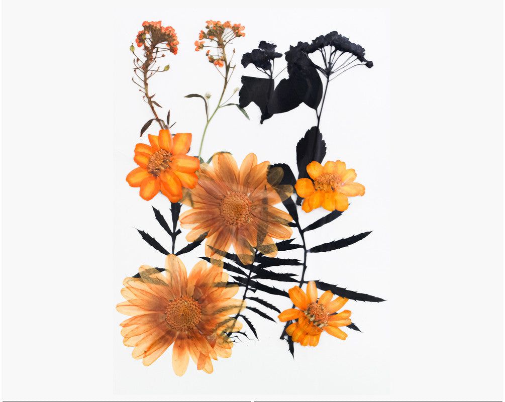 12 In 1 Pressed Flowers Fl178