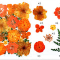 21 In 1 Pressed Flowers Fl179